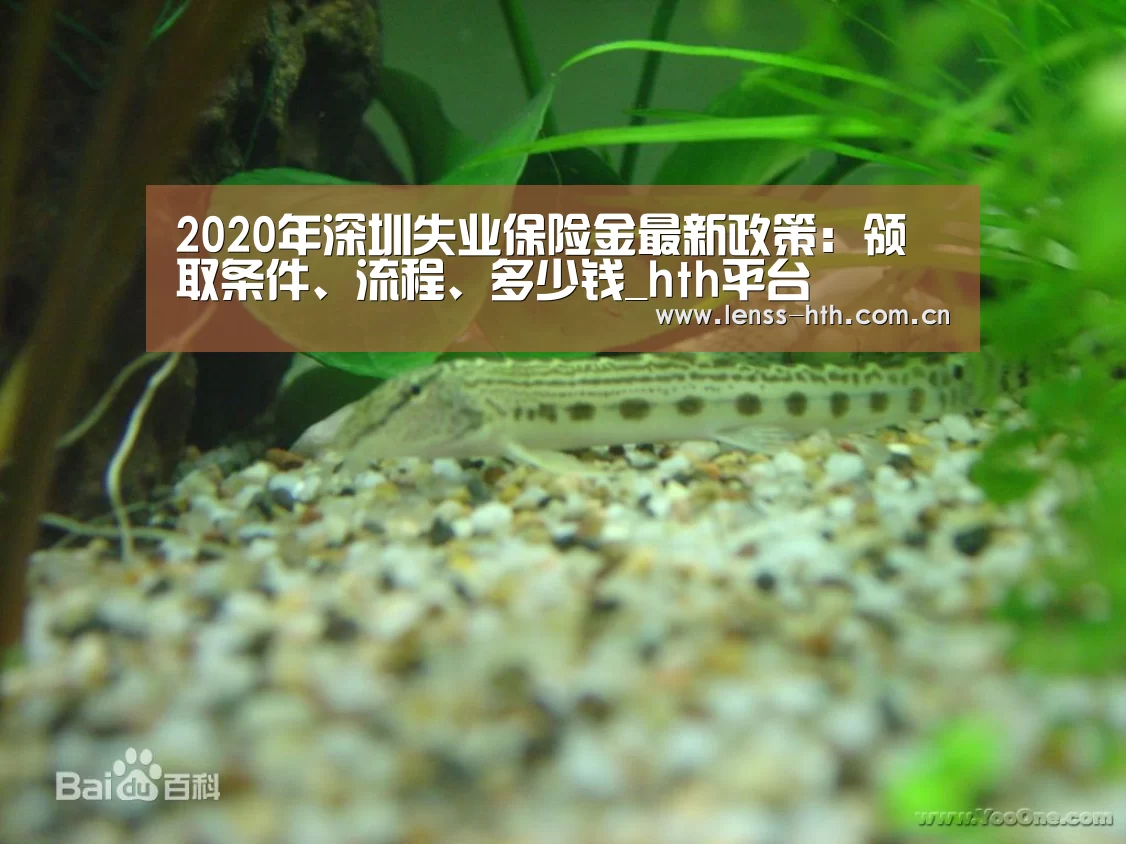 hthapp下载